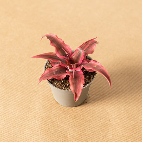 Simegarden Cryptanthus