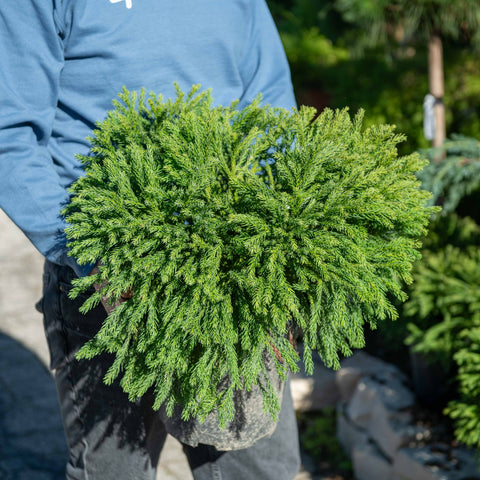 Simegarden Cryptomeria japonica 'Globosa Nana' 24 cm