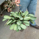 Simegarden Ctenanthe burle-marxii “Amagris” 20 cm