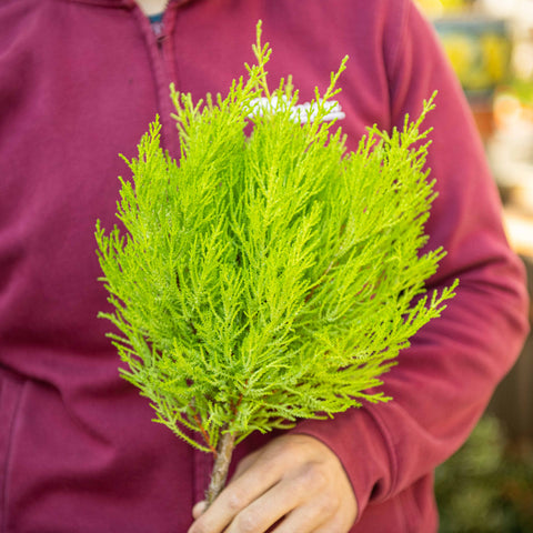 Simegarden Cupressus goldcrest wilma 17 cm