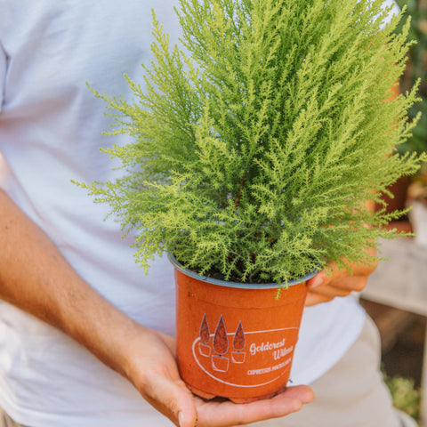 Simegarden Cupressus macrocarpa goldcrest