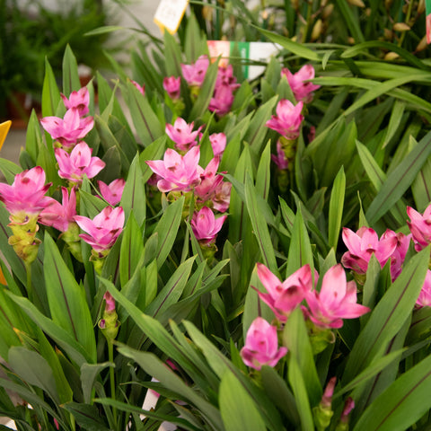 Simegarden Curcuma alismatifolia 15 cm