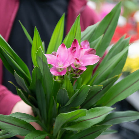 Simegarden Curcuma alismatifolia 15 cm