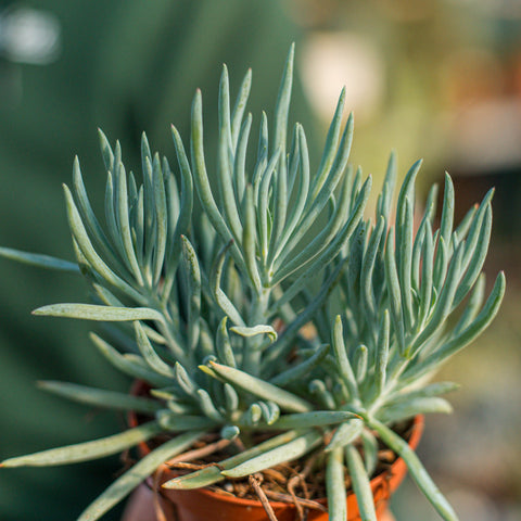 Simegarden Curio ficoides blue