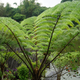 Simegarden Cyathea cooperi 24 cm