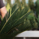 Simegarden Cycas revoluta 14 cm