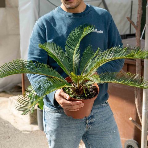 Simegarden Cycas revoluta 18 cm