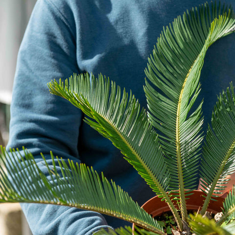 Simegarden Cycas revoluta