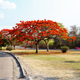 Simegarden Delonix regia