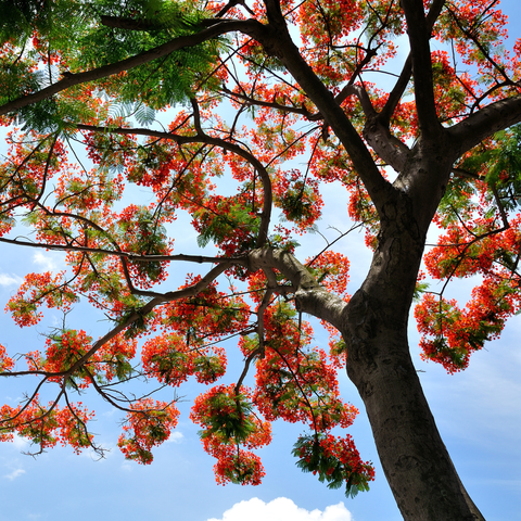 Simegarden Delonix regia