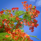 Simegarden Delonix regia