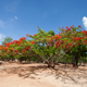 Simegarden Delonix regia