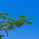 Simegarden Delonix regia