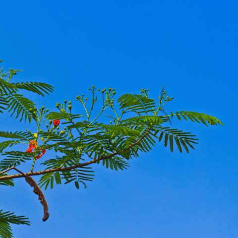 Simegarden Delonix regia