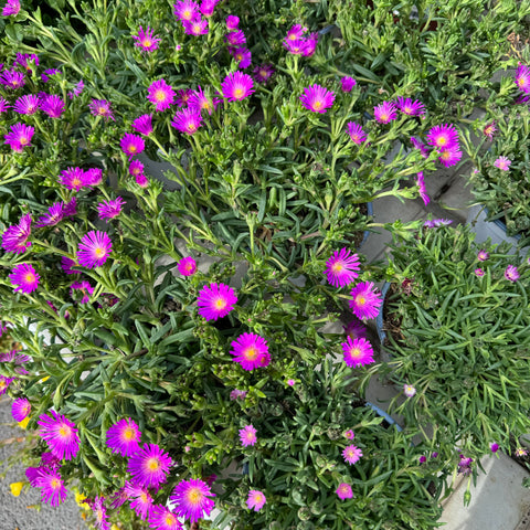 Simegarden Delosperma 14 cm / mix