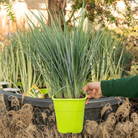 Simegarden Dianella revoluta coolvista 19 cm