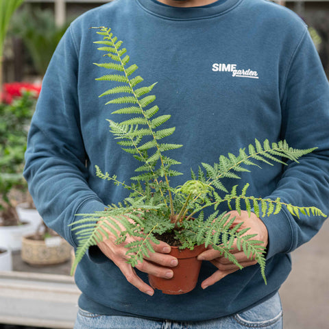 Simegarden Dicksonia antarctica 12 cm