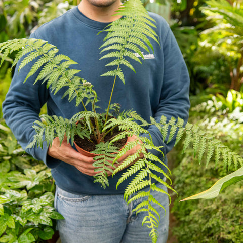 Simegarden Dicksonia antarctica 17 cm