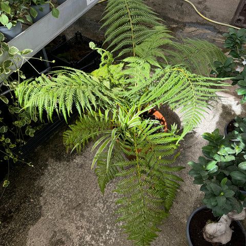 Simegarden Dicksonia antarctica