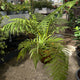 Simegarden Dicksonia antarctica 31 cm