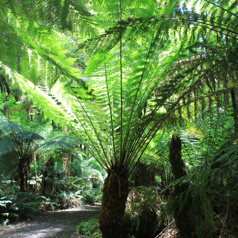 Simegarden Dicksonia antarctica 31 cm