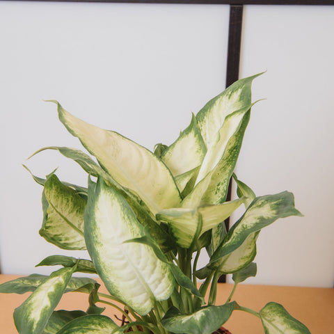 Simegarden Dieffenbachia seguine Camilla