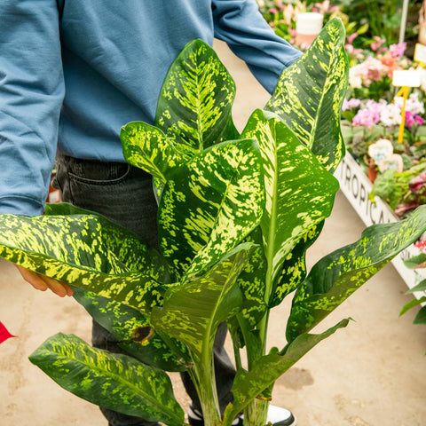 Simegarden Dieffenbachia seguine crown 24 cm