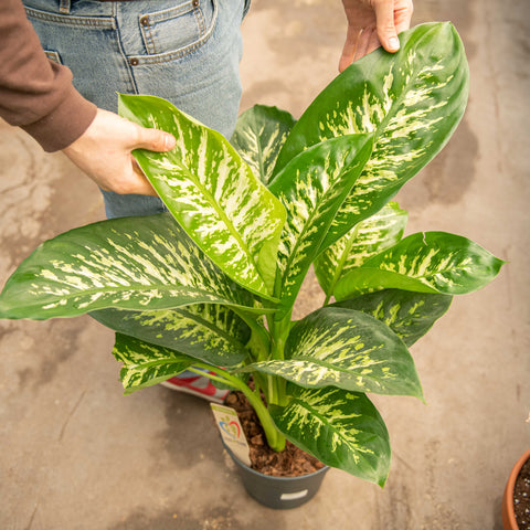 Simegarden Dieffenbachia seguine "reeva" 24 cm