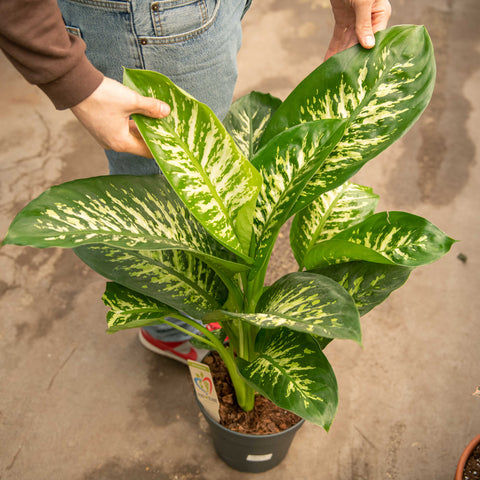 Simegarden Dieffenbachia seguine "reeva" 24 cm