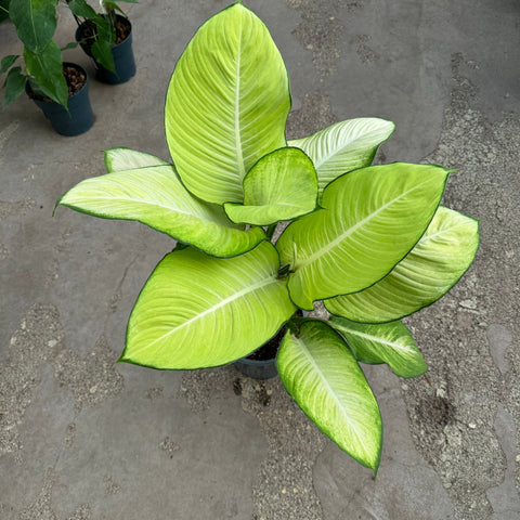 Simegarden Dieffenbachia tropic marianne 19 cm