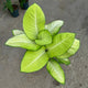 Simegarden Dieffenbachia tropic marianne 19 cm