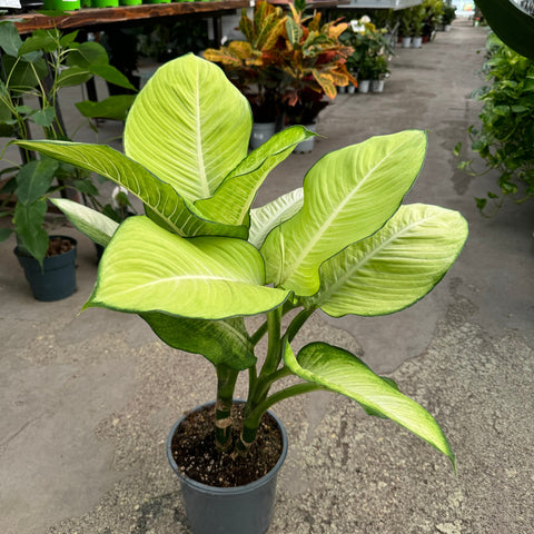 Simegarden Dieffenbachia tropic marianne 19 cm