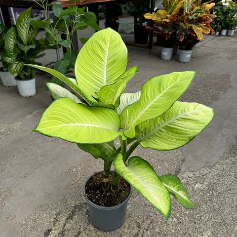 Simegarden Dieffenbachia tropic marianne 19 cm