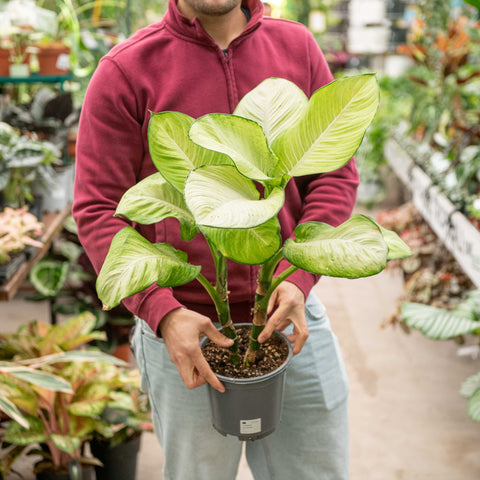 Simegarden Dieffenbachia tropic marianne 19 cm