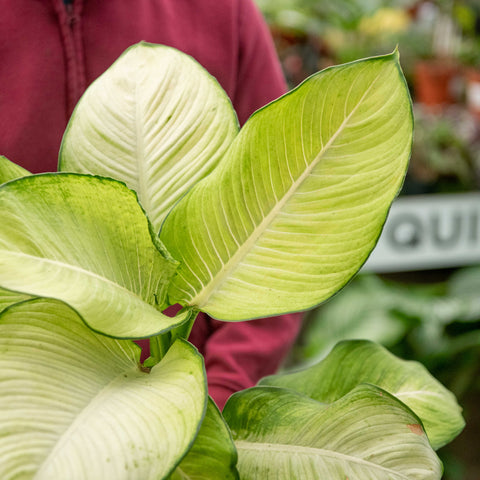 Simegarden Dieffenbachia tropic marianne 19 cm