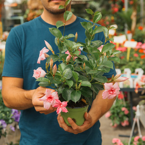 Simegarden Dipladenia fiore doppio 14 cm