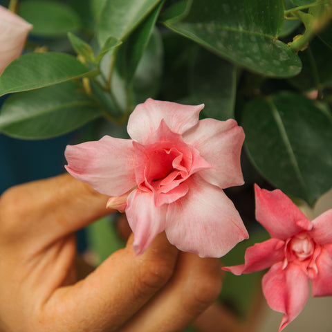 Simegarden Dipladenia fiore doppio 14 cm