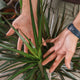 Simegarden Dracaena marginata