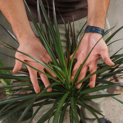 Simegarden Dracaena marginata