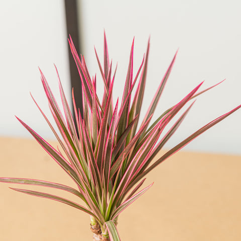 Simegarden Dracaena marginata tricolor