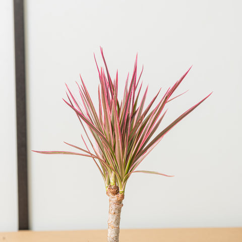 Simegarden Dracaena marginata tricolor