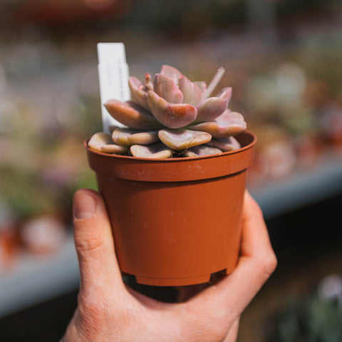 Simegarden Echeveria 10.5 cm