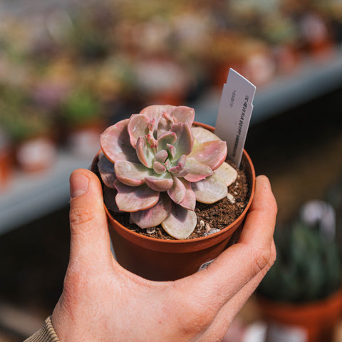 Simegarden Echeveria 10.5 cm