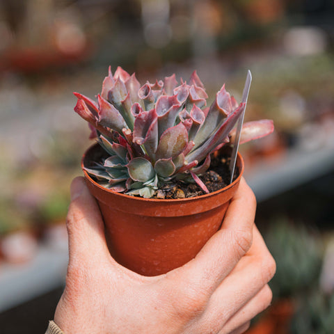 Simegarden Echeveria 10.5 cm