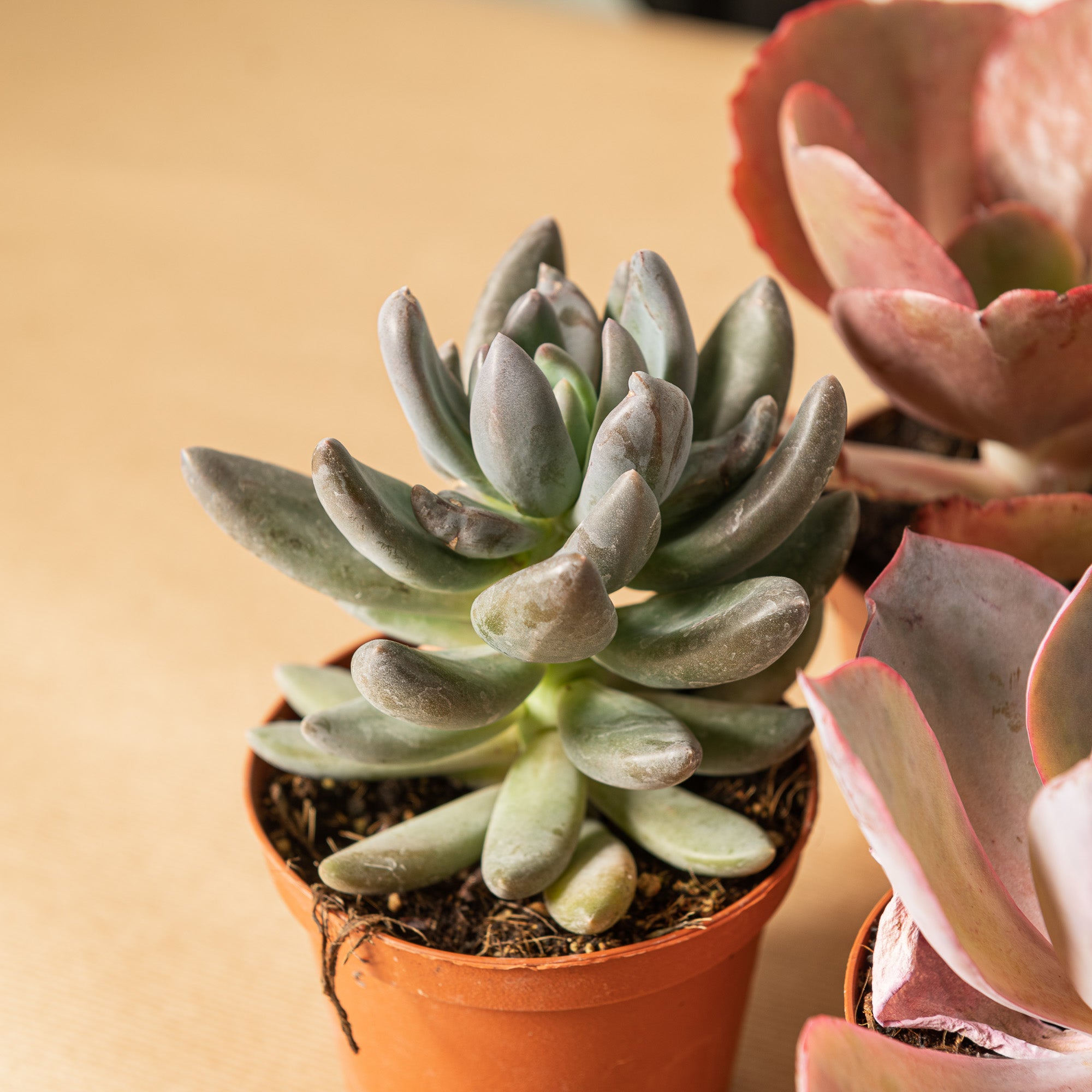 Echeveria grande – Simegarden