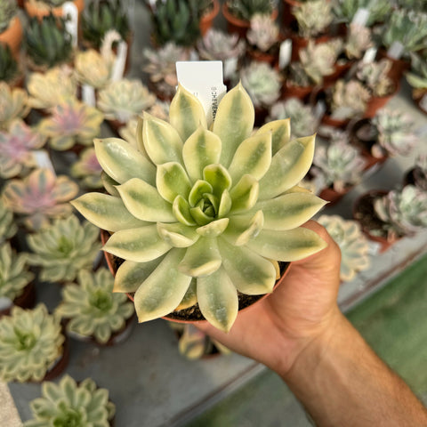 Simegarden Echeveria agavoides mira variegata 10.5 cm