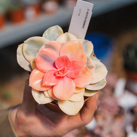 Simegarden Echeveria rainbow 10.5 cm