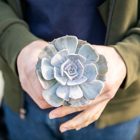 Simegarden Echeveria runyonii 8.5 cm