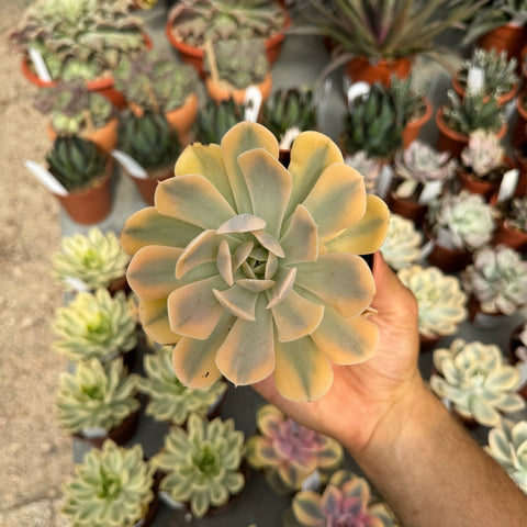 Simegarden Echeveria runyonii variegata 10.5 cm