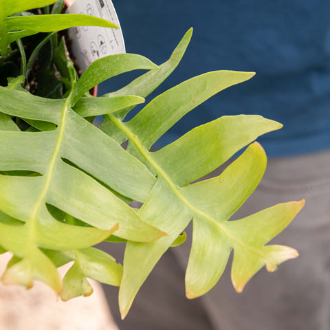 Simegarden Epiphyllum chrysocardium